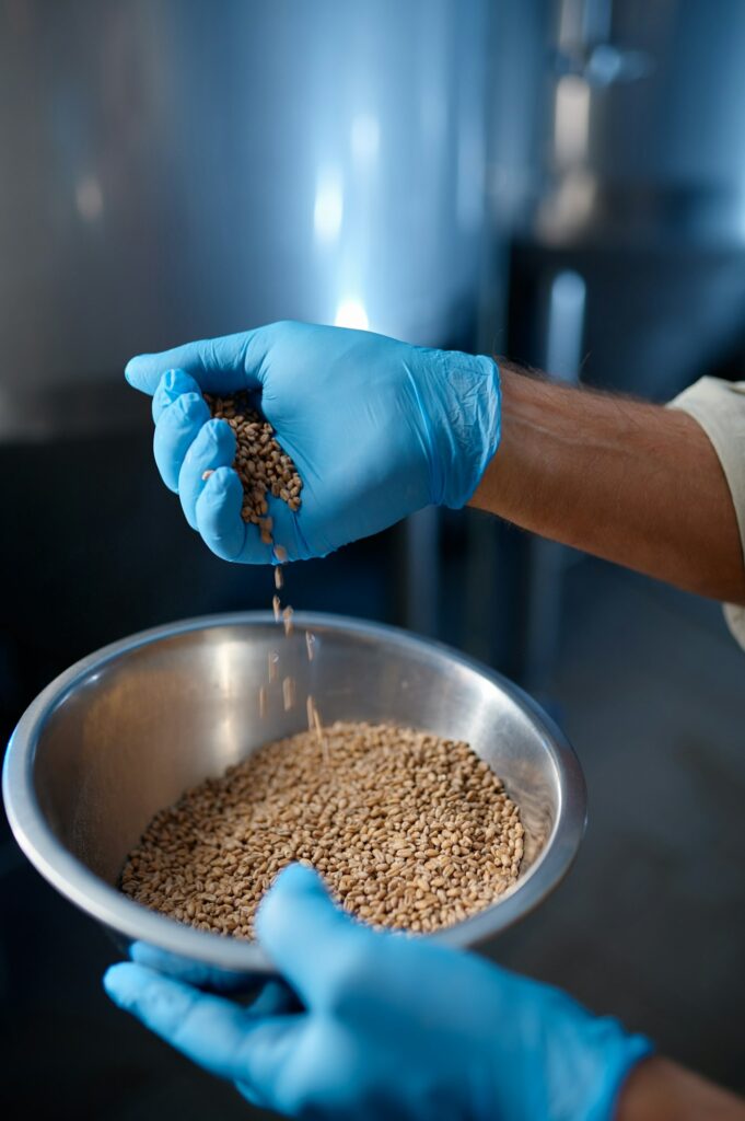 Close up of male hands wearing rubber gloves pouring wheat crops